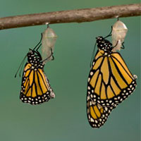 Monarch butterfly stages of metamorphosis
