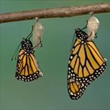 Monarch butterfly stages of metamorphosis